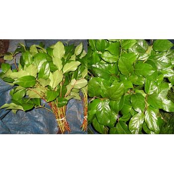 Salal Tips 200 Fresh Cut Stems